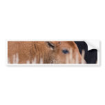 Bison Calf Bumper Stickers