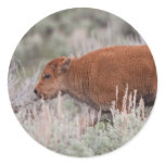 Bison Calf Round Sticker