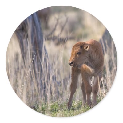 bison calf round sticker by jeanro