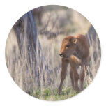 bison calf round sticker