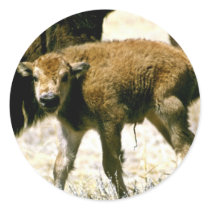 Bison Calf Round Sticker