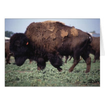 Bison Card