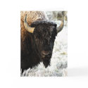 Bison cards by cbensen Bison cards