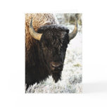 Bison cards