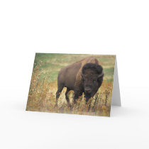 Bison Greeting Card