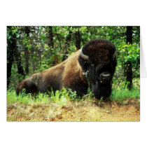 Bison Cards