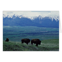 Bison Cards