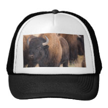 Bison Close-up Hats