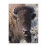 Bison close up postcards