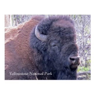 Bison Closeup Postcard