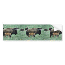 Bison cow and calf bumper sticker
