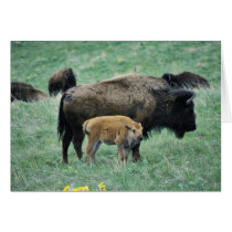Bison cow and calf greeting card