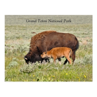 Bison Cow and Calf Scenic Postcard