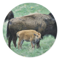 Bison cow and calf round stickers
