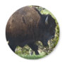 Bison Crossing Refrigerator Magnet