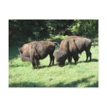 " BISON DAYS " postcards by JAMESBUCK " BISON DAYS " postcards