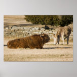 Bison & Donkey Print