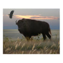 Bison & Eagle posters