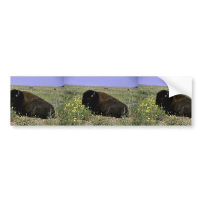 Bison eating grass in a field. bumper stickers by animalpark
