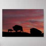 Bison family (from $10.55) print