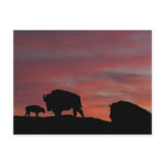 Bison family post cards