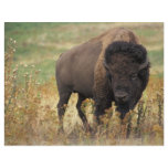 Bison flyers