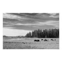 Bison Grazing at Yellowstone Black and White Photograph