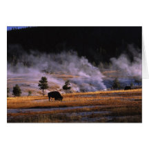 Bison grazing in the Upper Geyser Basin near Greeting Card