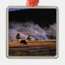 Bison grazing in the Upper Geyser Basin near Ornament