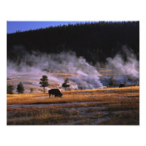 Bison grazing in the Upper Geyser Basin near