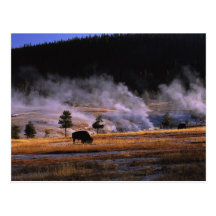 Bison grazing in the Upper Geyser Basin near Postcards