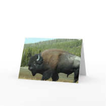 Bison  Greeting Card