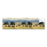Bison herd grazing at the National Bison Range Bumper Sticker