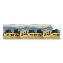 Bison herd grazing at the National Bison Range Bumper Sticker