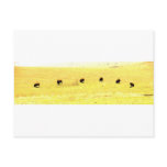 Bison in golden field postcard
