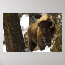 Bison in Lamar Valley Yellowstone National Park Print