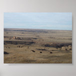 "Bison In The Smoky Hill Badlands" posters