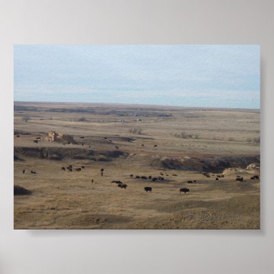 "Bison In The Smoky Hill Badlands" Poster by wksimages
