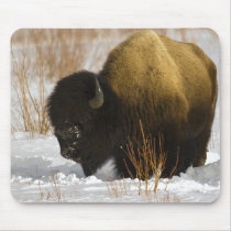 Bison in Winter Yellowstone National Park mousepads