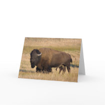 Bison in Yellowstone Card