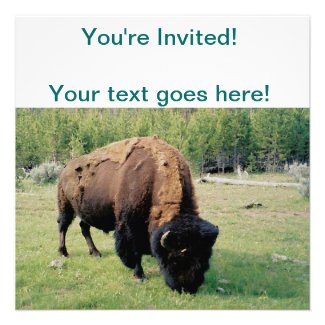 Bison in Yellowstone Invitations