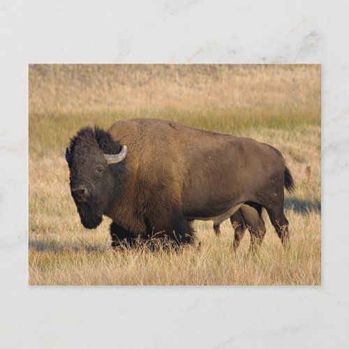 Bison in Yellowstone postcard