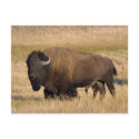Bison in Yellowstone postcards