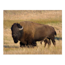 Bison in Yellowstone Postcard