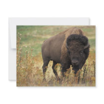 Bison invitations by GPArkive Bison invitations
