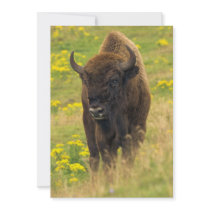 Bison Invitation
