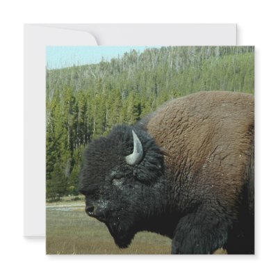 Bison  Invitations by WildlifeAnimals