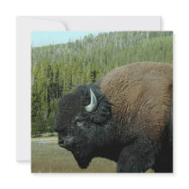 Bison  Invitations