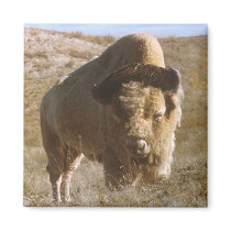bison magnets