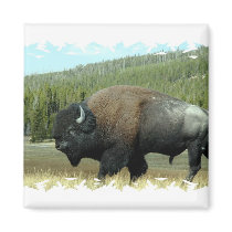 Bison Magnet